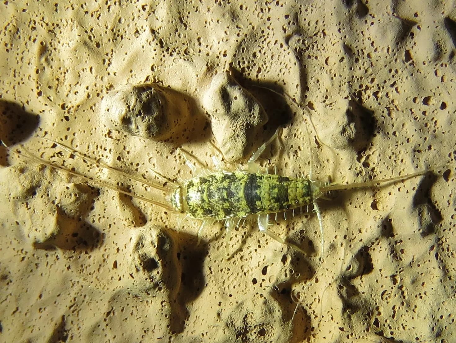 Kaloriferböceği İlaçları